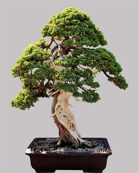 juniper bonsai tree care tips